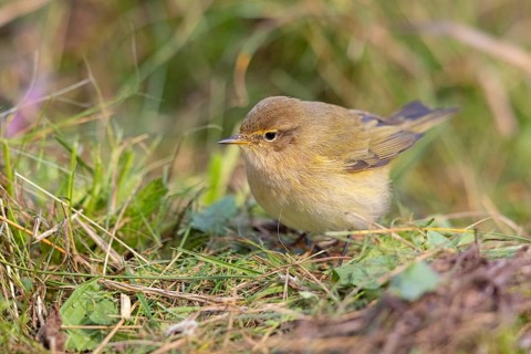 Chiffchaff, Willow Warbler, Chiffchaff, Common Chiffchaff, Chiff-chaff, (Phylloscopus collybita),