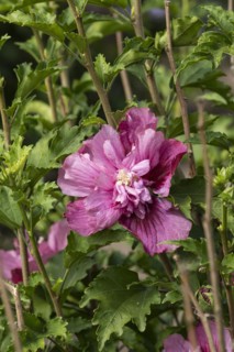 Garden marshmallow (Hibiscus syriacus KAKAPO), Anchers Havecenter, Ellerhoop-Thiensen,