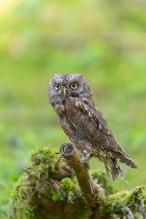 One Eurasian scops owl (Otus scops) sitting on a twig with intense green grass in the background