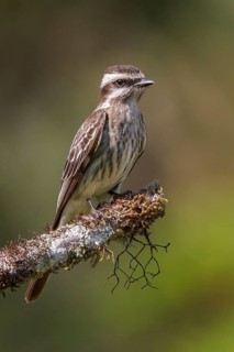 Piratic Flycatcher (Legatus leucophaius) perched on a branch in the Atlantic rainforest of
