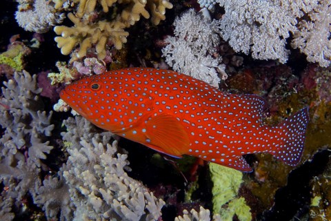 Jewelled grouper (Cephalopholis oligosticta)