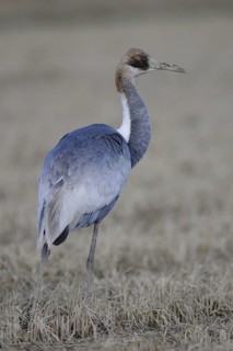 White-naped Crane (Antigone vipio) juvenile, Arasaki, Japan