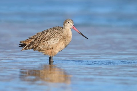 Marbled Godwit (Limosa fedoa), California, USA