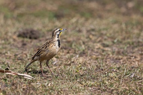 Abyssinian Longclaw (Macronyx flavicollis) perched on the ground, Oromia, Ethiopia