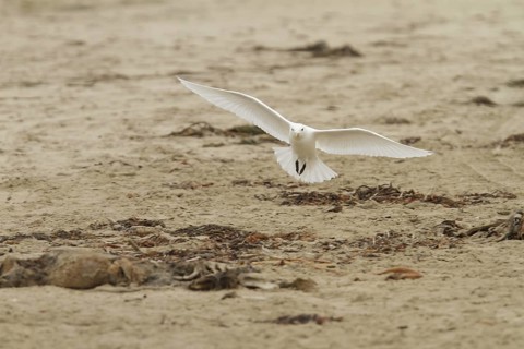 Ivory Gull (Pagophila eburnea) flying, California, USA