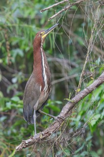 Rufescent Tiger-Heron (Tigrisoma lineatum) perched on a branch in Manu National Park, Peru