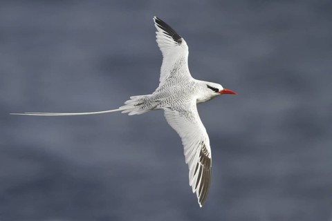 Red-billed Tropicbird (Phaethon aethereus) flying, Trinidad and Tobago