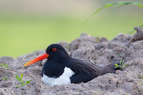 Eurasian Oystercatcher (Haematopus ostralegus) incubating, Netherlands