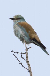 European Roller (Coracias garrulus), California, USA