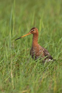 Black-tailed Godwit (Limosa limosa), Lake Neusiedl, Austria