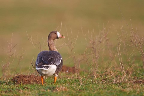 Greater White-fronted Goose (Anser albifrons), North Rhine-Westphalia, Germany