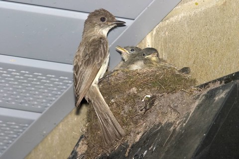 Eastern Phoebe Sayornis phoebe Black River Falls, Jackson County, Wisconsin, USA 20 July Adult &