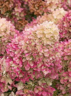Panicle hydrangea (Hydrangea paniculata REDLIGHT), RHS Bridgewater, Great Britain