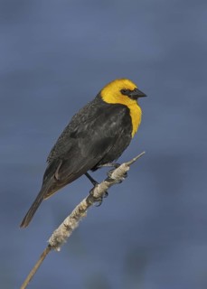 Yellow-headed Blackbird (Xanthocephalus xanthocephalus) male, Montana, USA