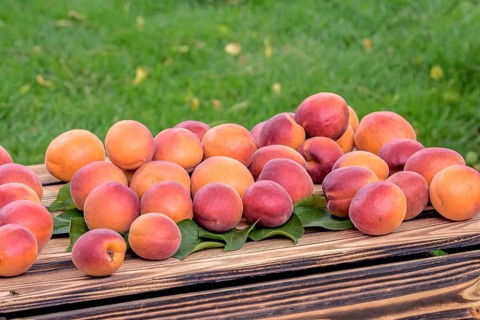 Apricot (Prunus armeniaca 'Digat'),  Austria