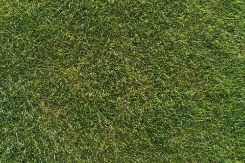 Grass at the football stadium during sunny summer day in Lubin, Poland