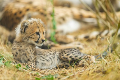 Cheetah (Acinonyx jubatus) youngster lying on a meadow, captive, occurrence Africa