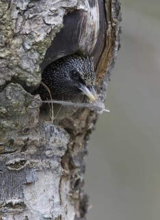 Common Starling (Sturnus vulgaris), Saxony, Germany