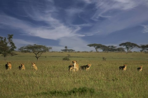 Löwe (Panthera leo), Löwenrudel mit Weibchen und Jungtieren zusammen in der Savanne, Serengeti