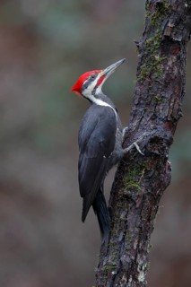 Pileated Woodpecker (Dryocopus pileatus) male climbing up tree trunk, British Columbia, Canada