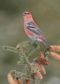 Pine Grosbeak (Pinicola enucleator) male, Alaska, USA