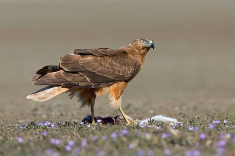 Swamp Harrier (Circus approximans) female with prey, Victoria, Australia