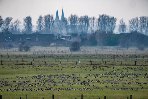 Bislicher Insel, nature reserve on the Rhine, Altrheinarm, near Xanten, Lower Rhine, Wesel