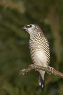 Plum-headed Finch (Neochmia modesta) female