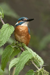 Common Kingfisher (Alcedo atthis) juvenile male, Netherlands