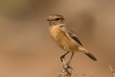 European Stonechat (Saxicola rubicola) female perched on a branch, Morocco