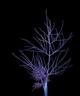 Fennel (Foeniculum vulgare), leaf, UV light, Germany