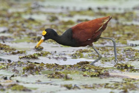 Northern Jacana (Jacana spinosa) in a wetland area in Costa Rica