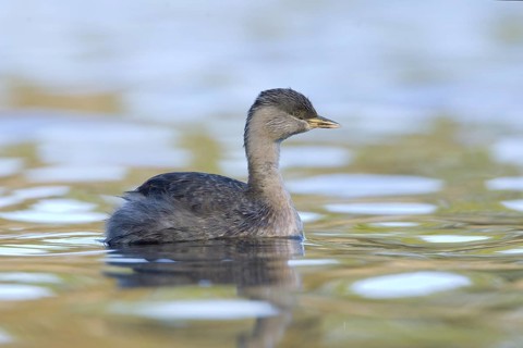 Hoary-headed Grebe (Poliocephalus poliocephalus), Victoria, Australia