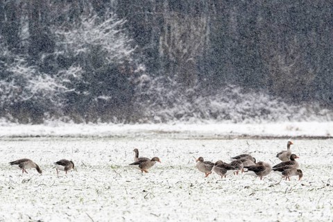 Greylag geese (Anser anser) in the snow, Emsland, Lower Saxony, Germany