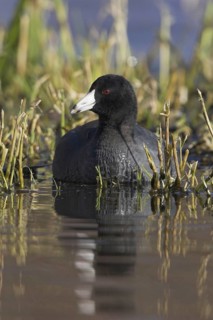 American Coot (Fulica americana), British Columbia, Canada