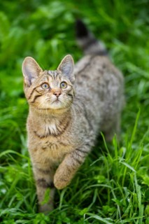 European wildcat (Felis silvestris silvestris) on a meadow, Hesse, Germany