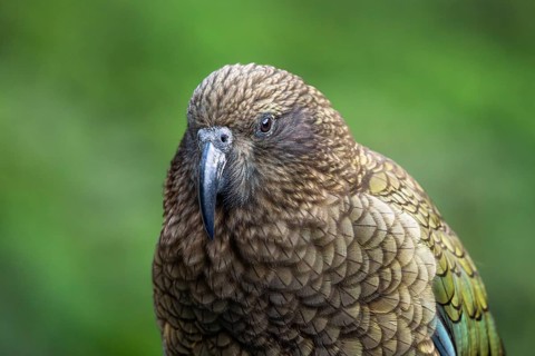 Portrait of a Kea. Milford Road, Fiordland National Park, Southland Region, South Island, New