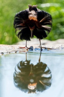 A bird with striking plumage stands by the water and observes its reflection, Ruff (Calidris