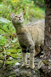 European wildcat or forest cat (Felis silvestris), captive, Switzerland