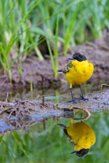 Black-headed Yellow Wagtail, Black-headed Wagtail, Motacilla flava feldegg, Motacilla feldegg,