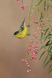 Lesser Goldfinch (Spinus psaltria) male, California, USA