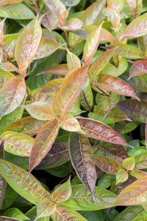 Weigela (Weigela 'Wings of Fire'), BS Sämann, Germany