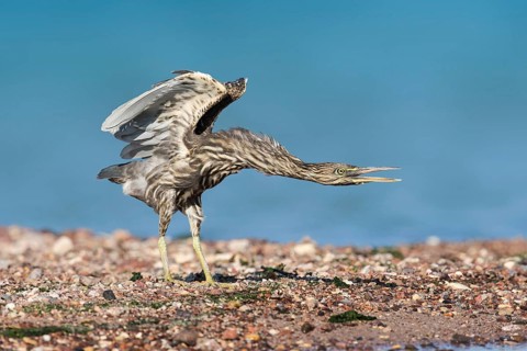 Striated Heron (Butorides striata) juvenile threatening, Eilat, Israel