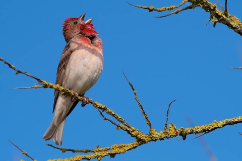Common Rosefinch (Carpodacus erythrinus) male singing, Mecklenburg-Western Pomerania, Germany