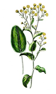 Paris quadrifolia, four-leaved monocot, digital reproduction of a historical model, between 1790