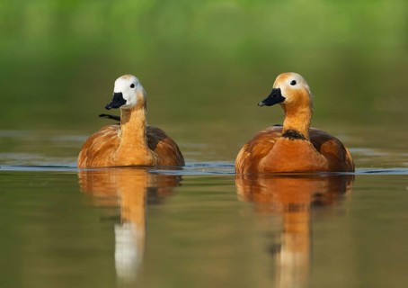 Ruddy Shelduck (Tadorna ferruginea) pair, Darjeeling, India