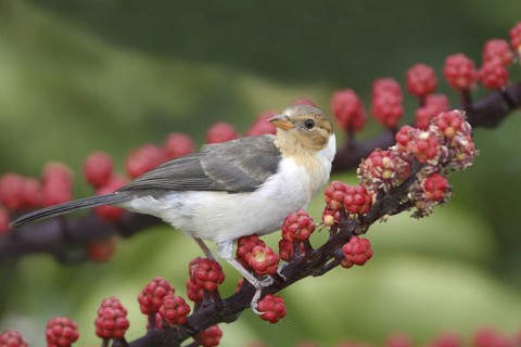 Yellow-billed Cardinal (Paroaria capitata) juvenile, Hawaii, USA
