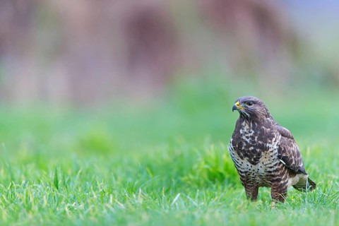Buzzard, (Buteo buteo), animals, bird, bird of prey, buzzard, hawk family, Beindersheim, Bad