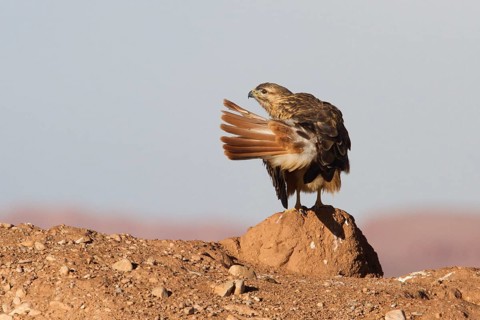 Long-legged Buzzard (Buteo rufinus cirtensis), Morocco