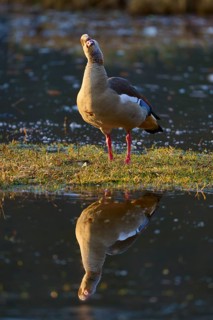 Nile goose (Alopochen aegyptiaca), goose stretches its neck at the water and casts a clear
